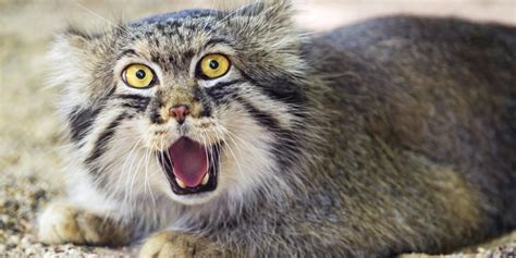 Pallas cat standing on tail gif - In ancient Egypt, wealthy families dressed their cats in elegant jewels because they believed cats had magical powers. Nowadays, cat culture has co-opted how we communicate. Who ha...